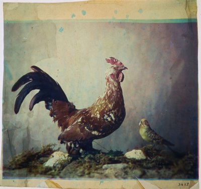 Still Life with Rooster by Louis Ducos du Hauron